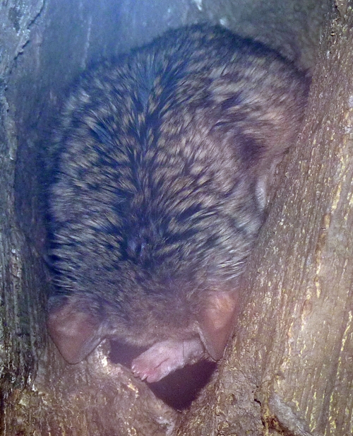 Sleeping kowari (Dasyuroides byrnei)
