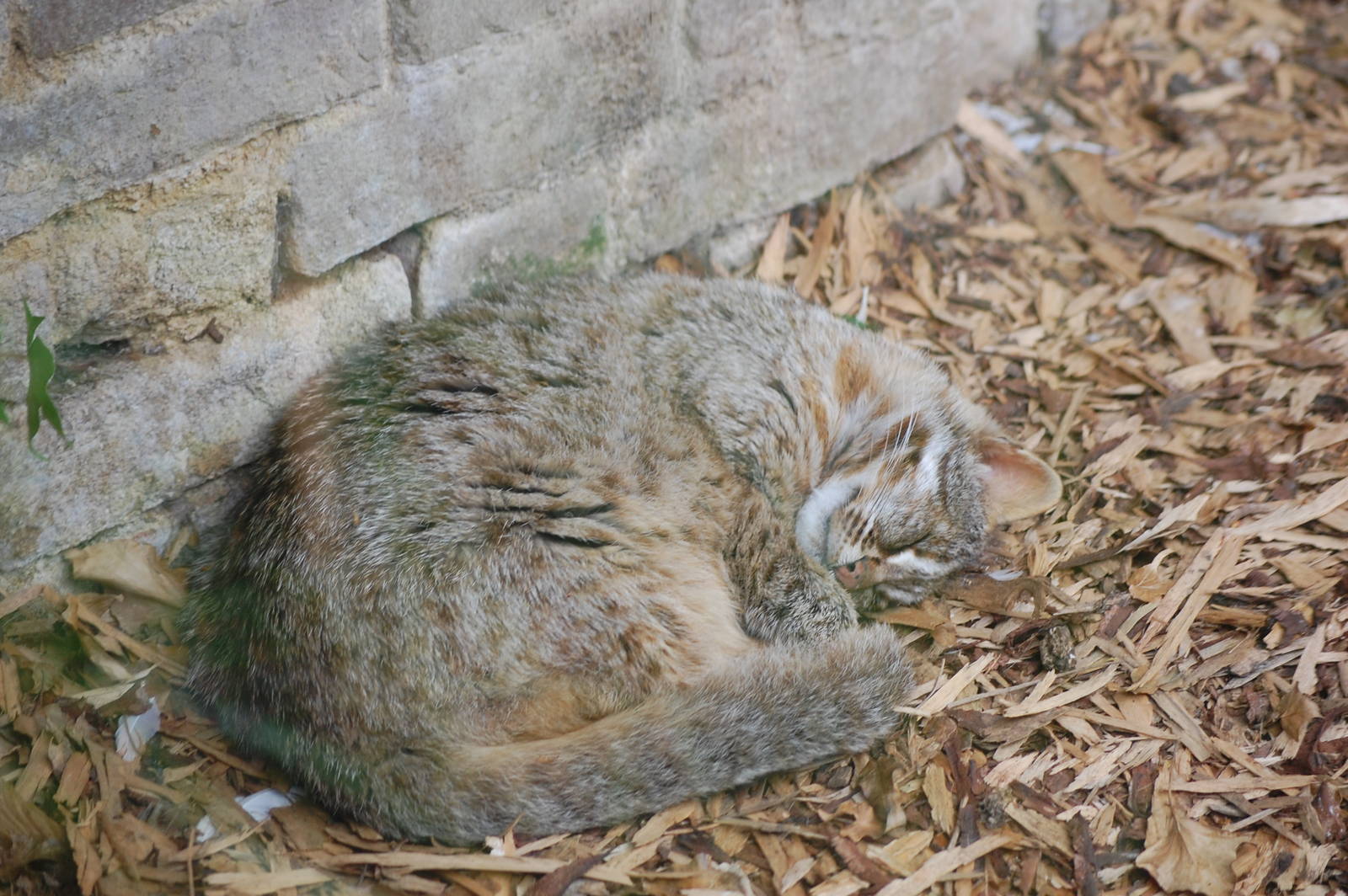 Sleeping Leopard Cat