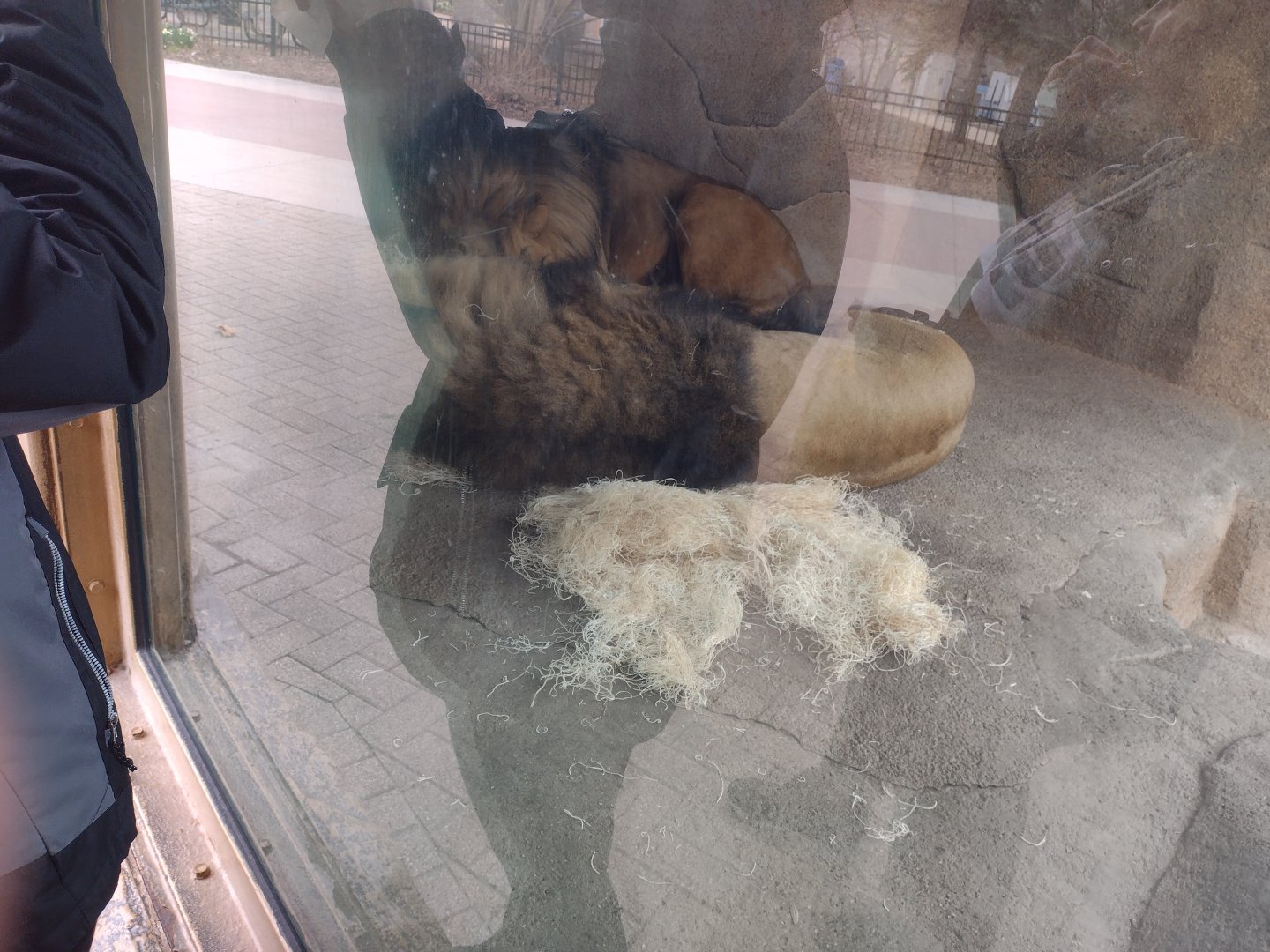 Sleeping lion brothers