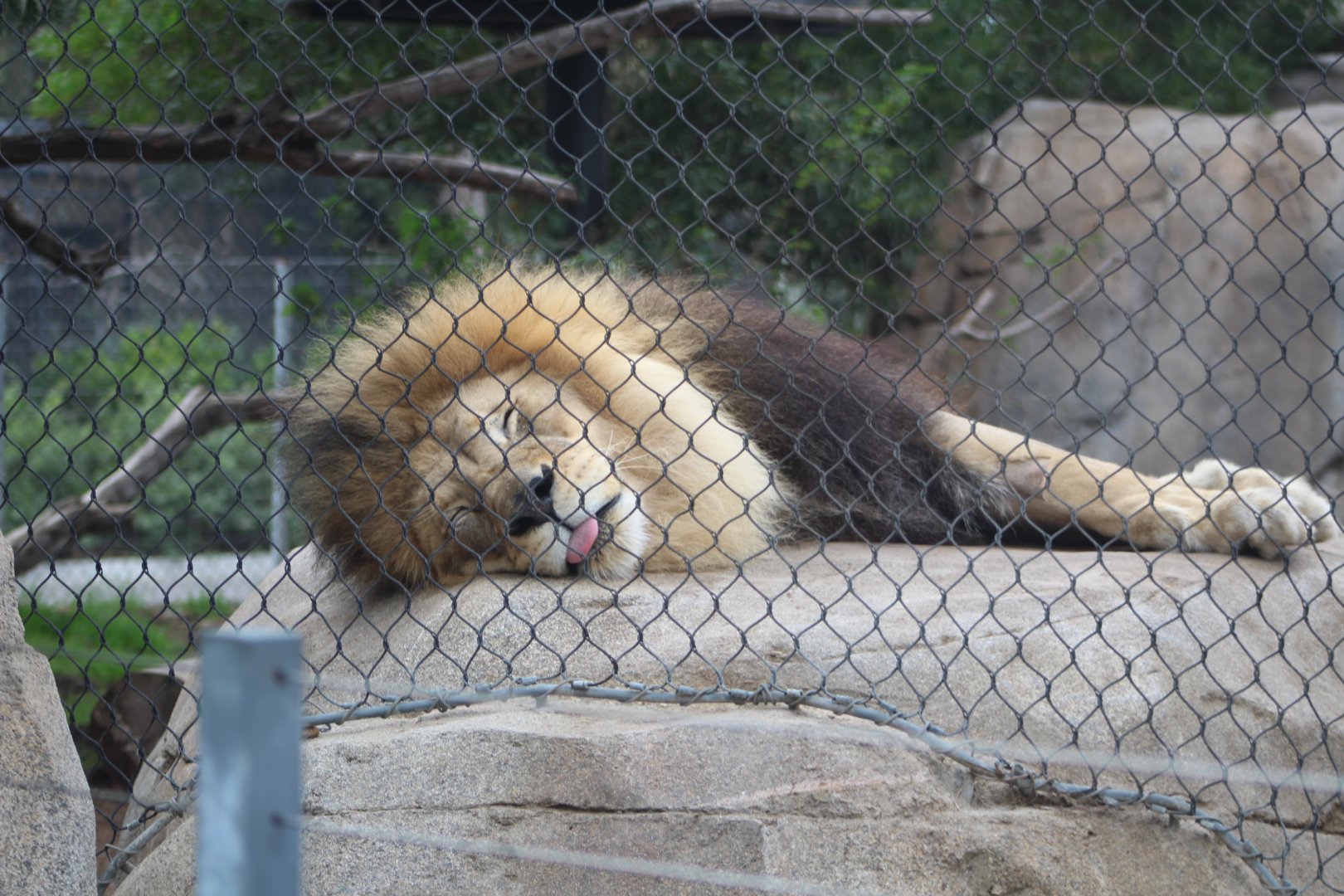 Sleeping Lion - Elephant Odyssey