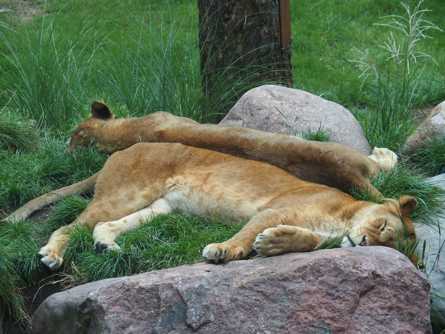 Sleeping lionesses (Panthera leo)
