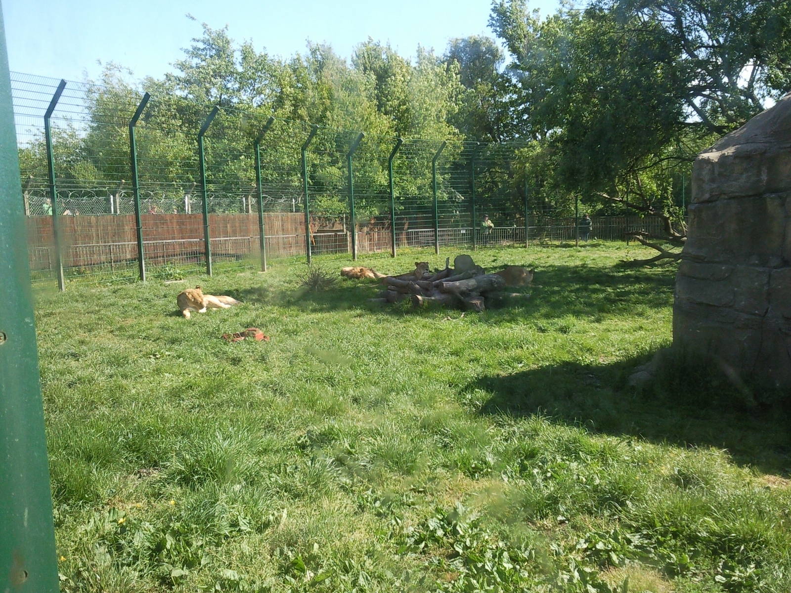 sleeping lion's after their feed