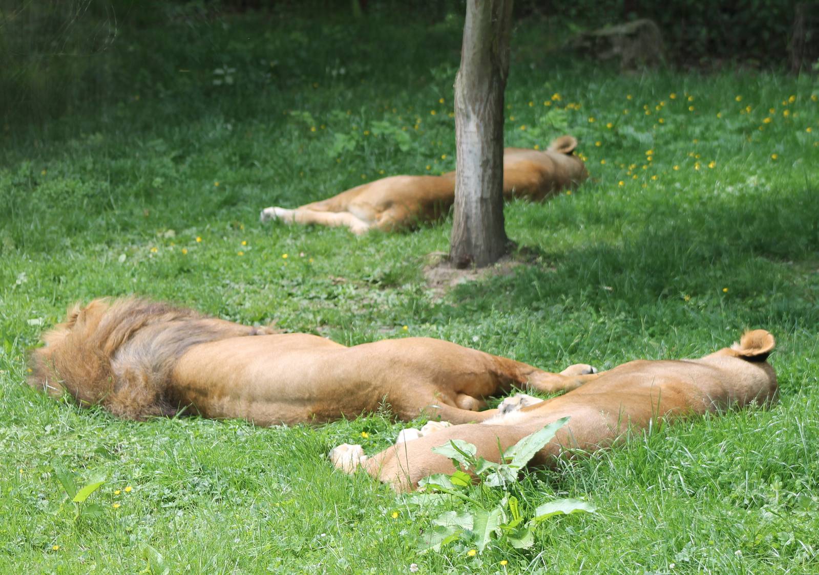 Sleeping lions