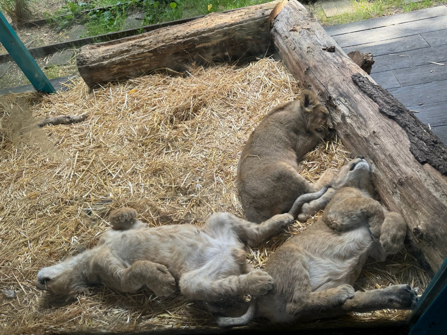 Sleeping Lions