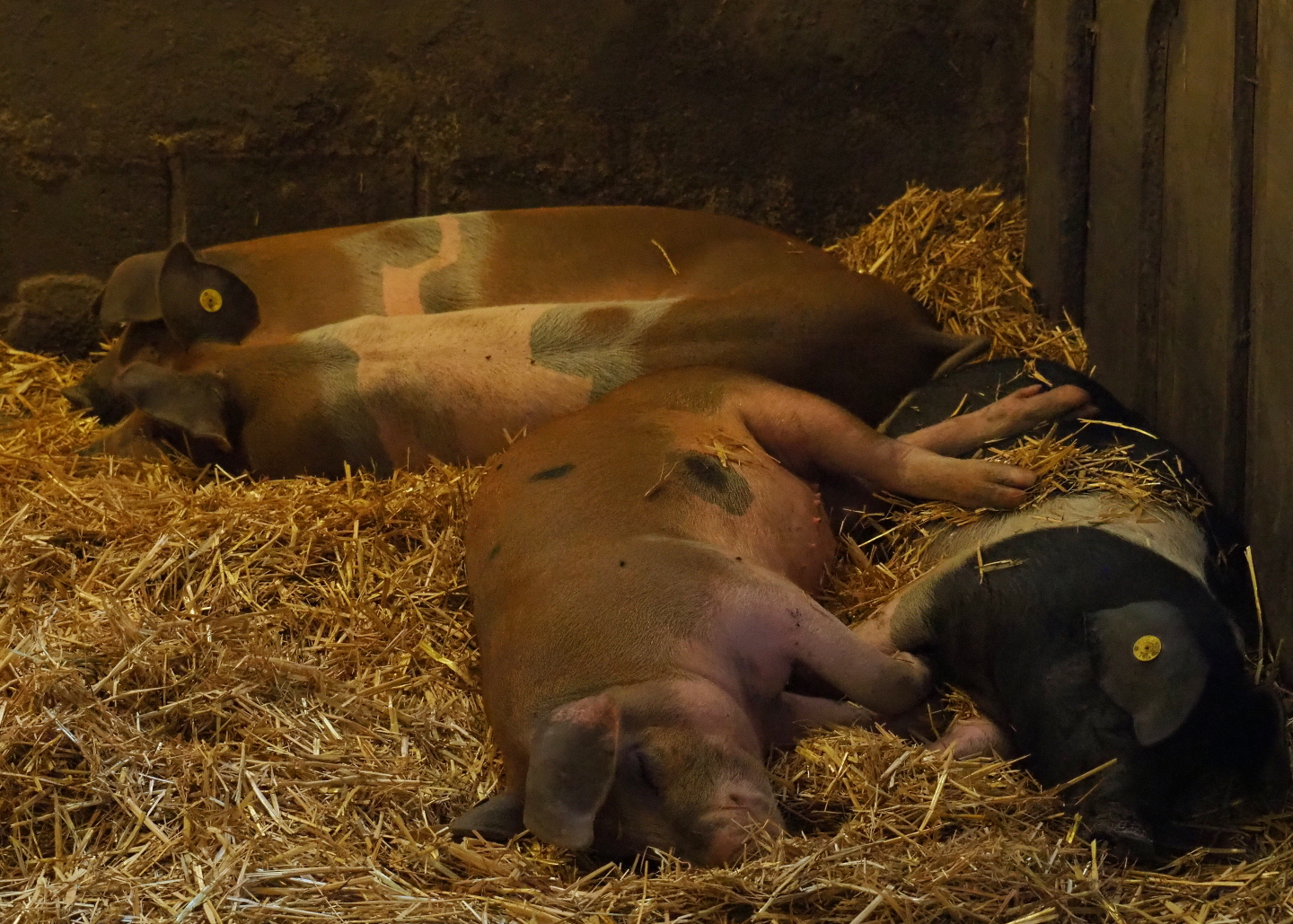 Sleeping Livar pigs (Sus scrofa domestica), 2019-07-21