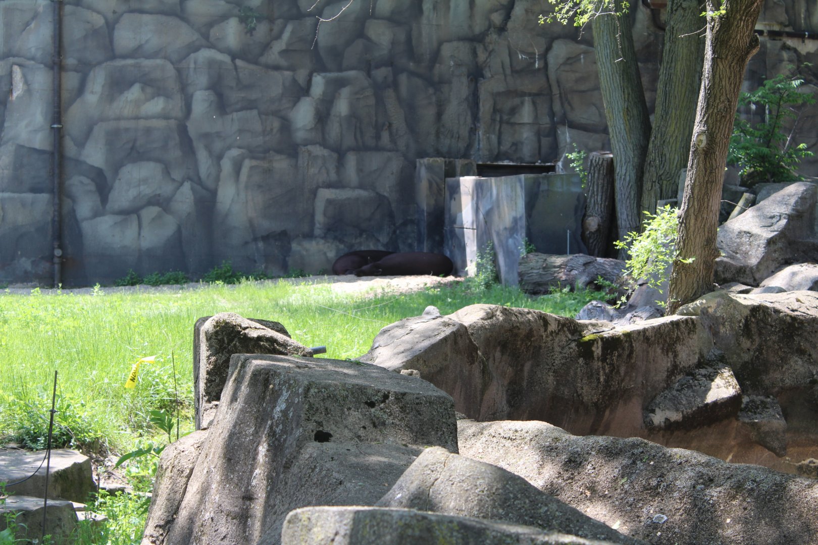 Sleeping Lowland Tapirs - Pachyderm House