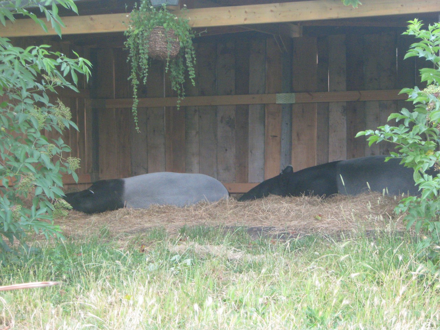 Sleeping Malayan Tapirs