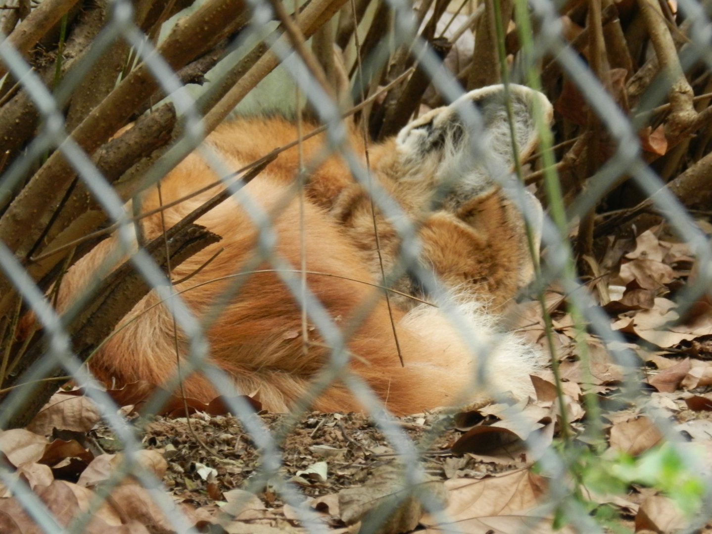 Sleeping maned wolf - Belo Horizonte zoo