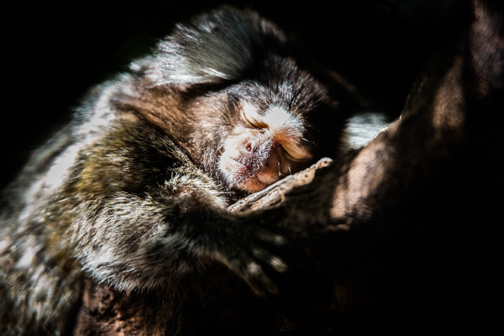 Sleeping Marmoset