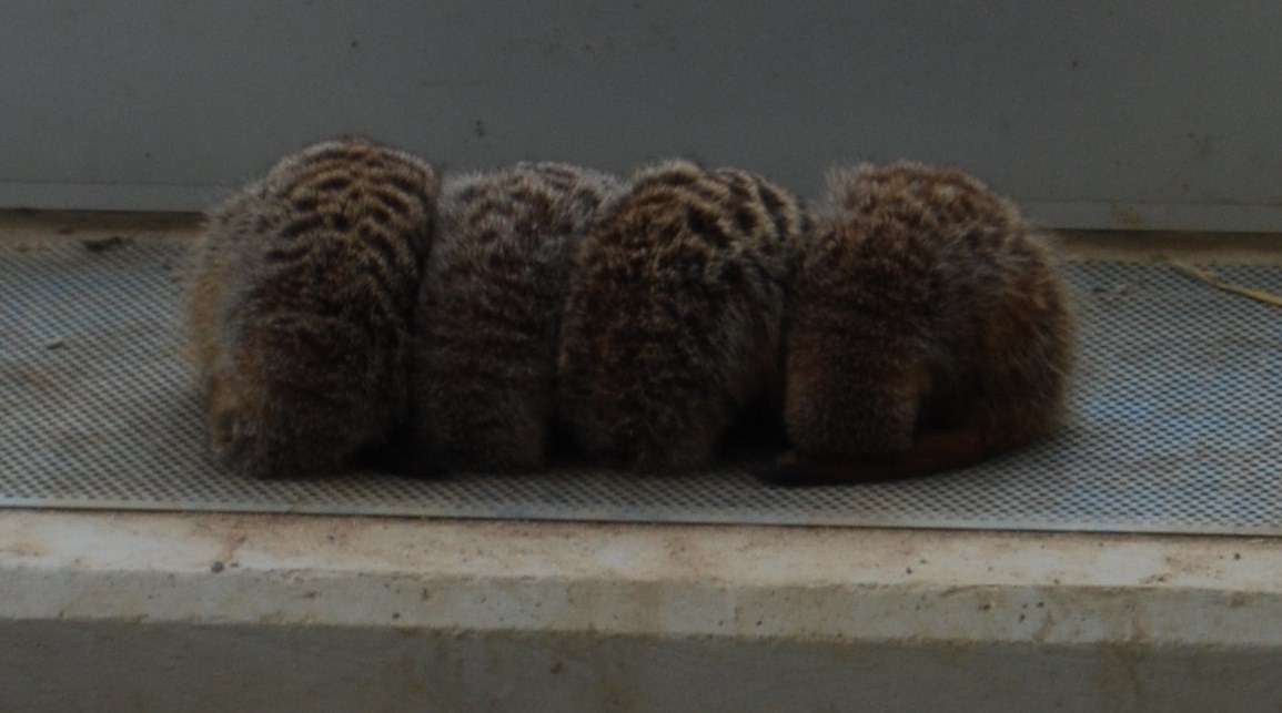 Sleeping Meerkats , Kolmarden Zoo