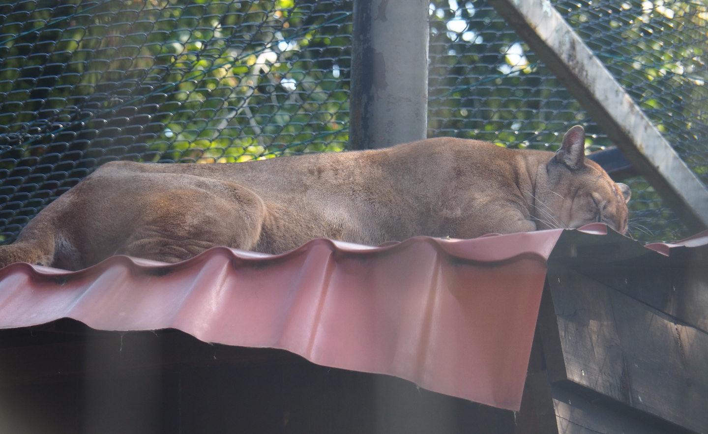 Sleeping mountain lion (Puma concolor), 2019-08-04
