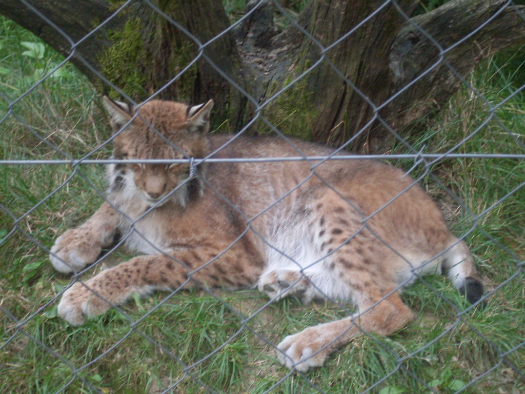 Sleeping northern lynx