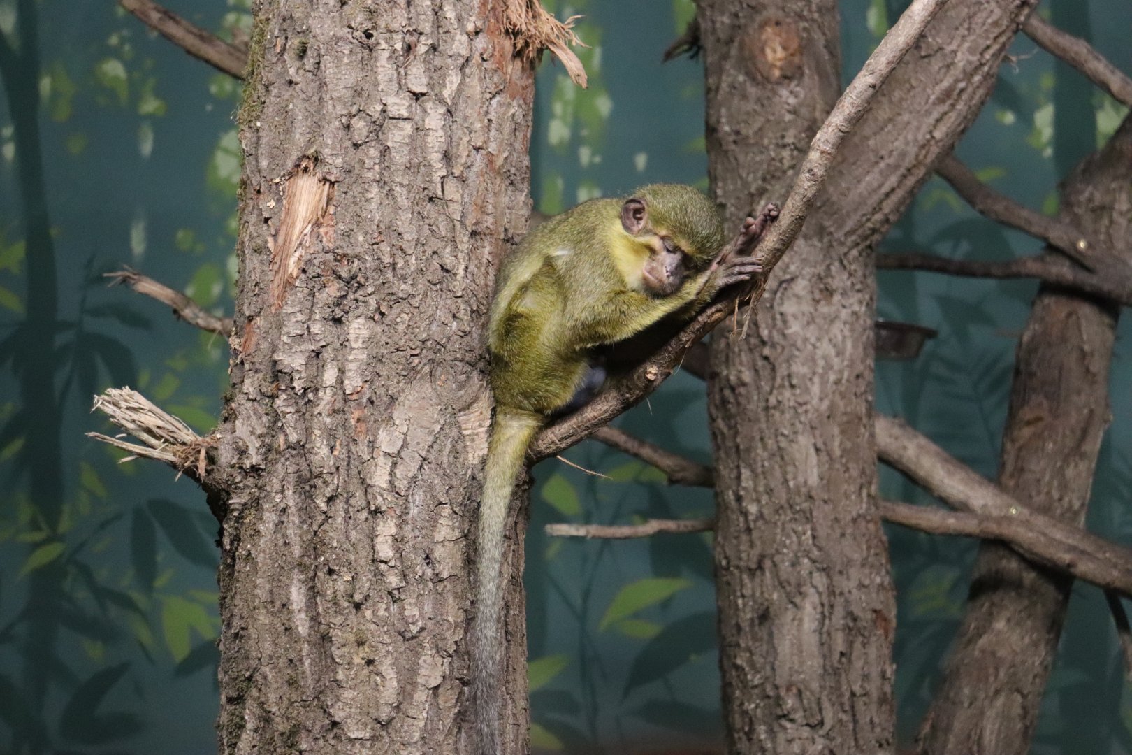 Sleeping northern talapoin