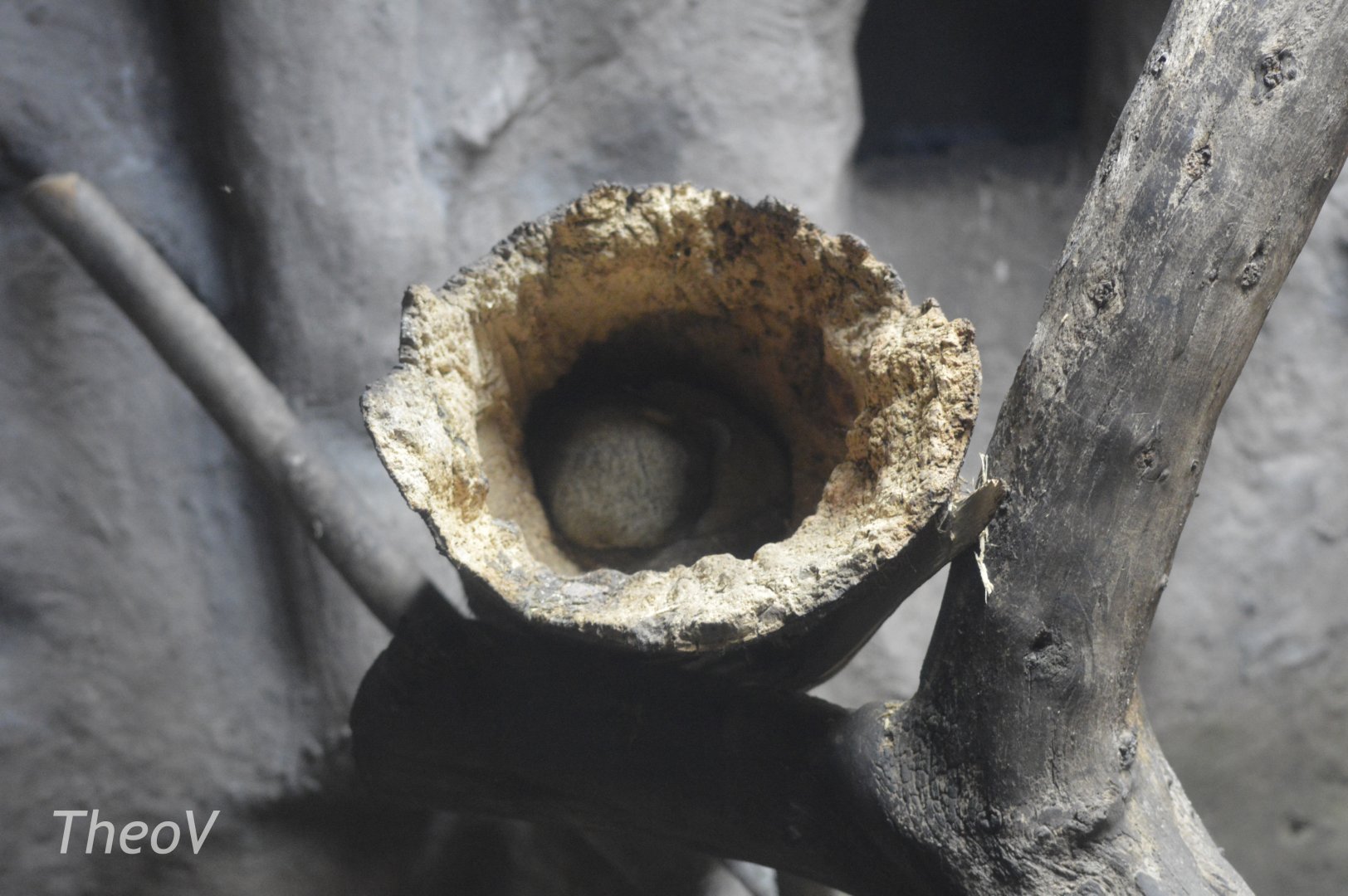 Sleeping olinguito [2019]