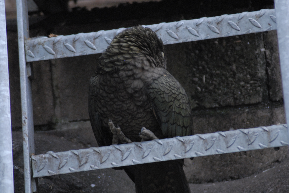 Sleeping on the Job? - Bristol Zoo 2022