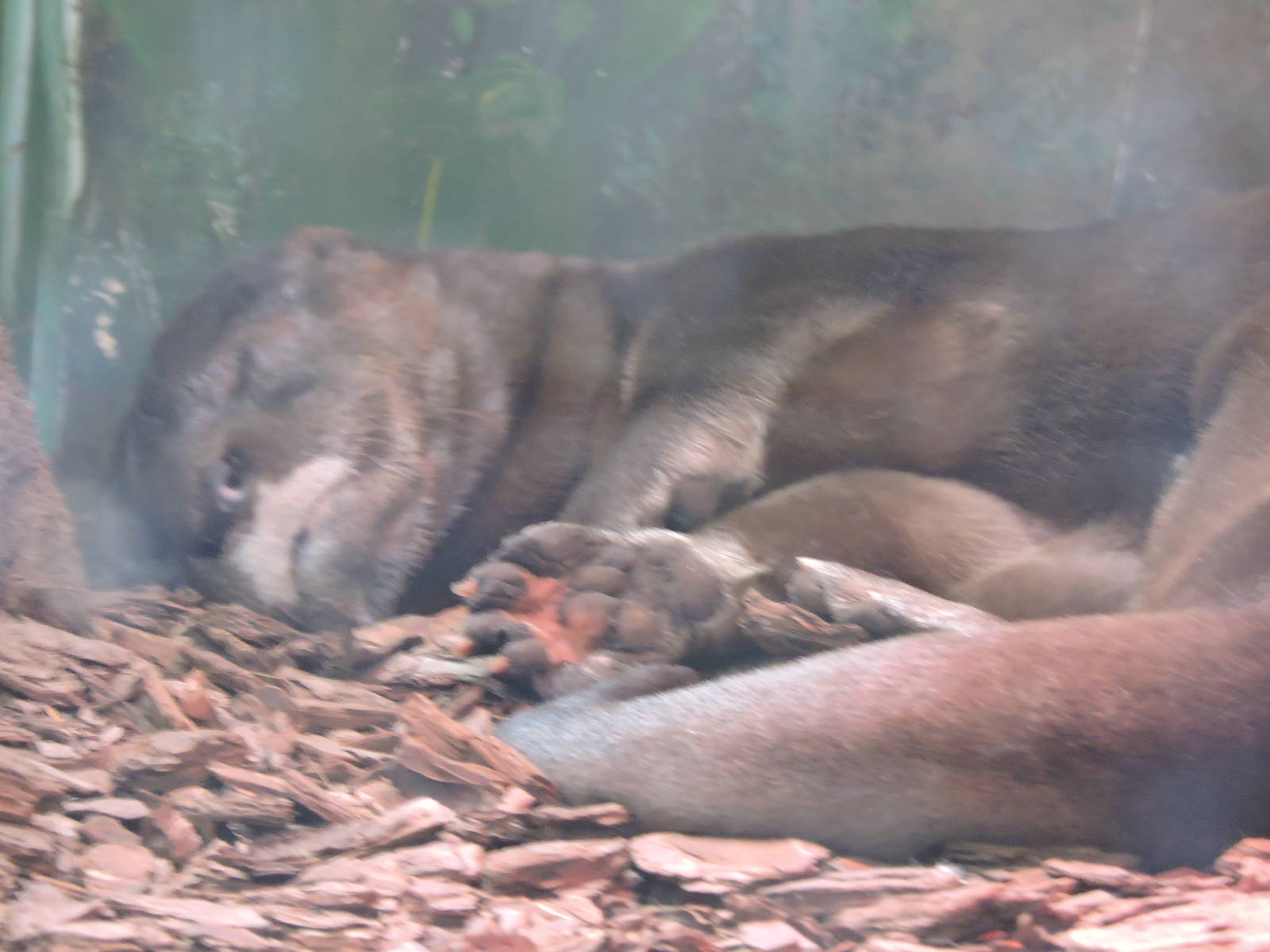 Sleeping otter