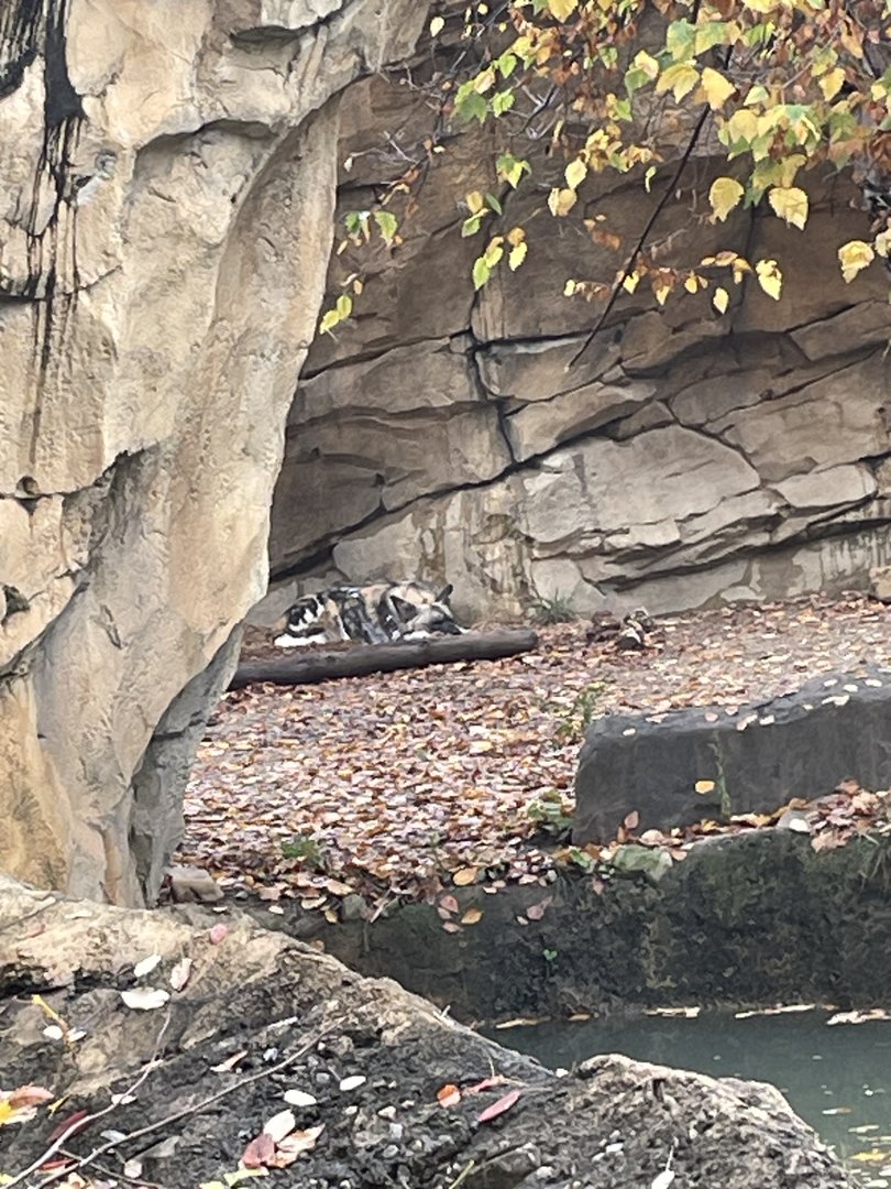 Sleeping Painted Dog