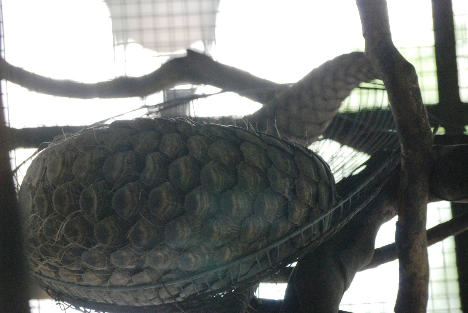 Sleeping Pangolin at Saigon Zoo, 16/03/12