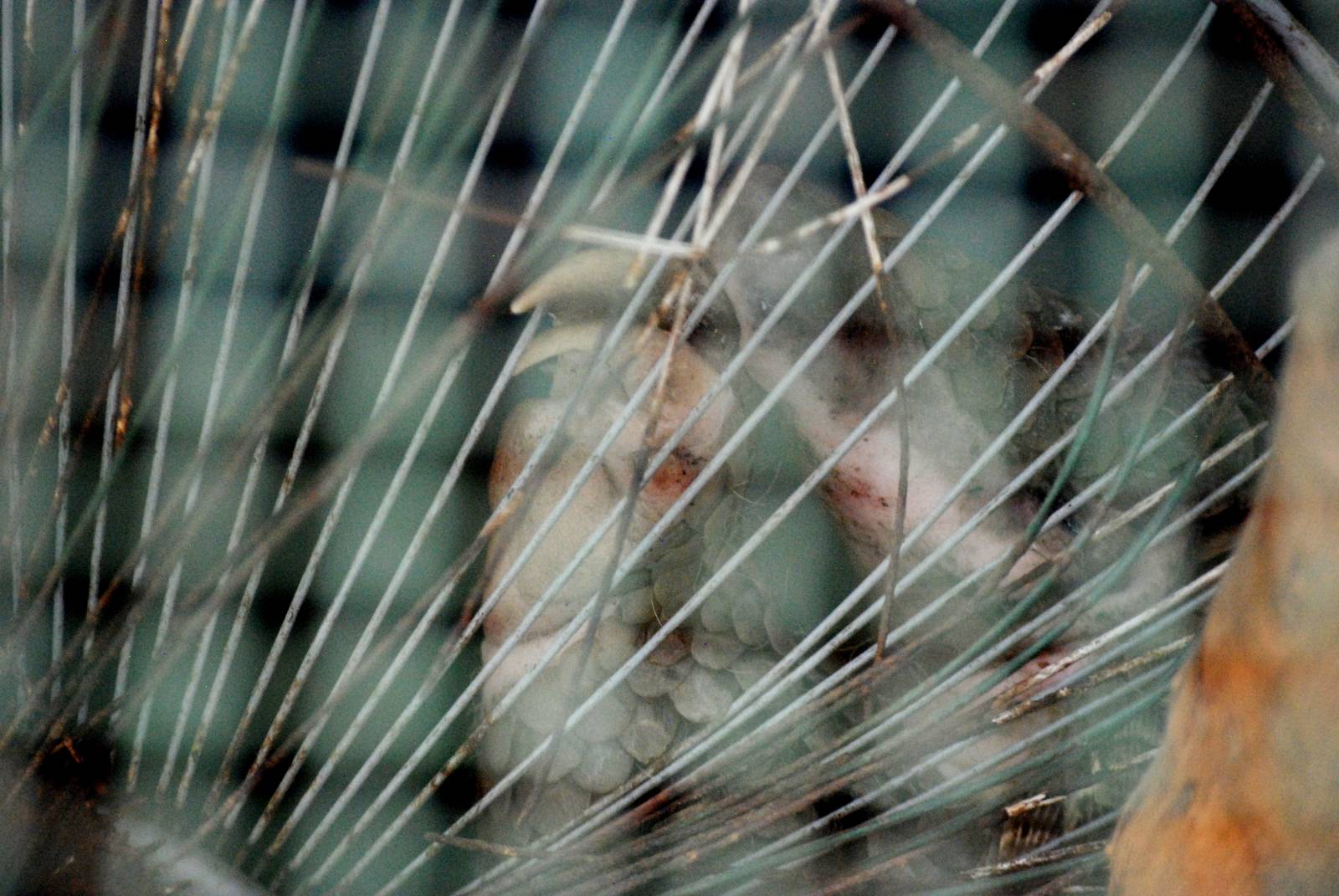 Sleeping Pangolin at Saigon Zoo, 16/03/12