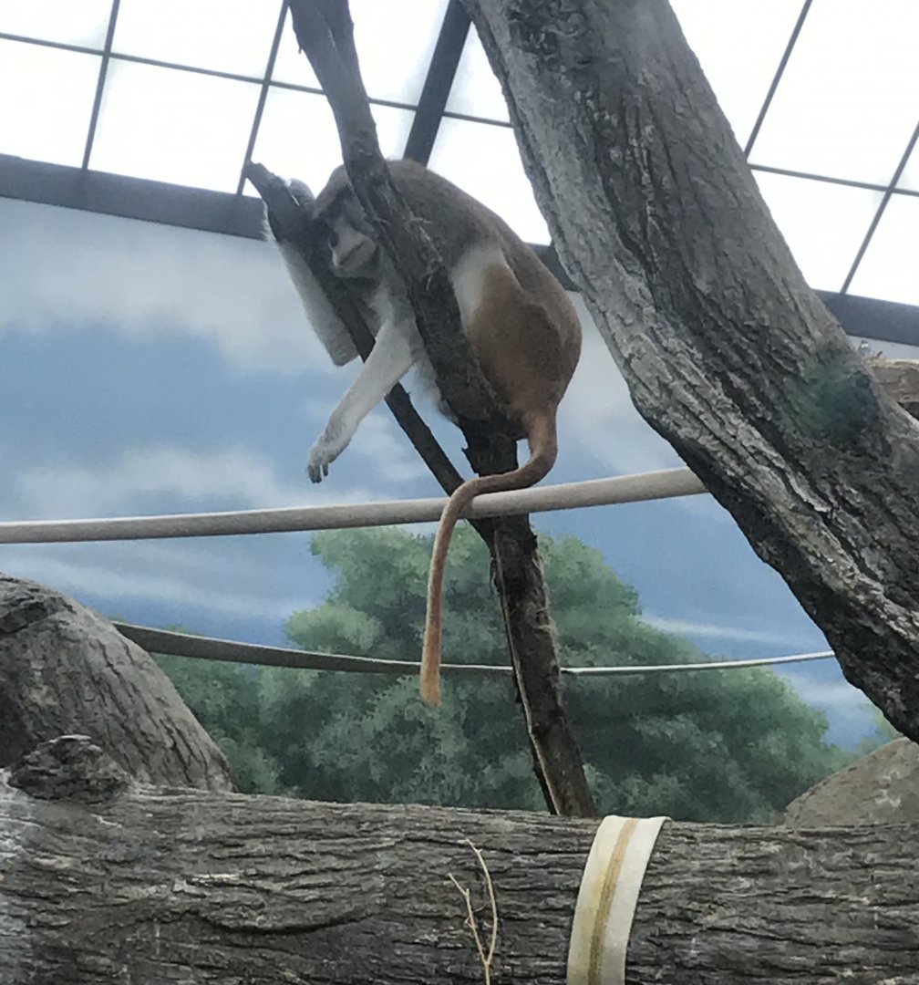 Sleeping Patas monkey