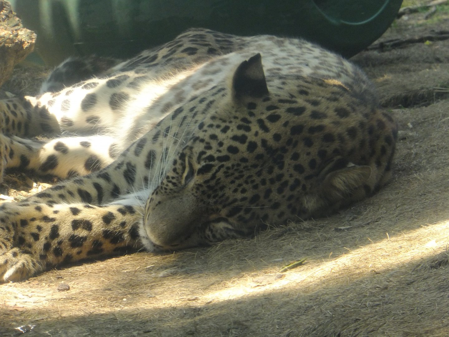 Sleeping Persian leopard (Akhum)