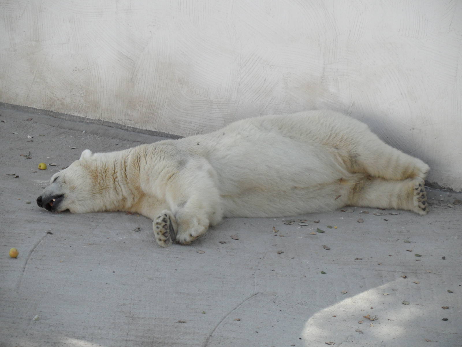 Sleeping polar bear