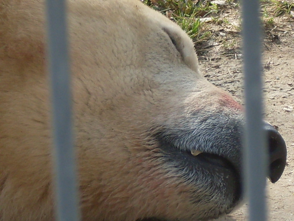 Sleeping polar bear