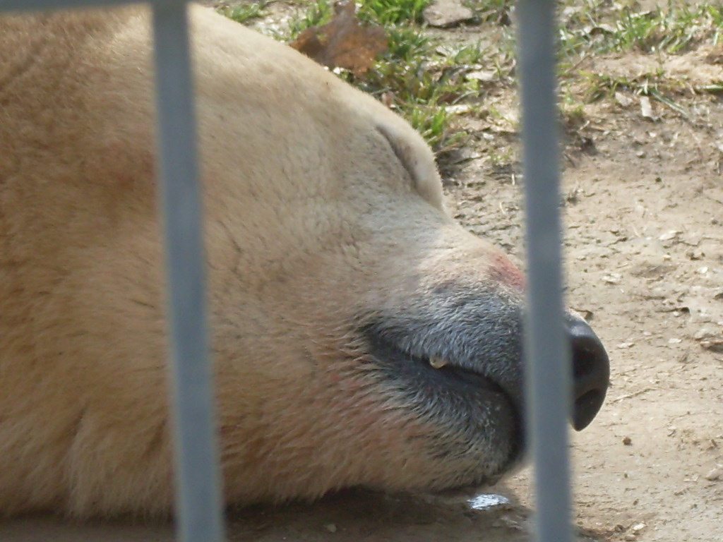 Sleeping polar bear