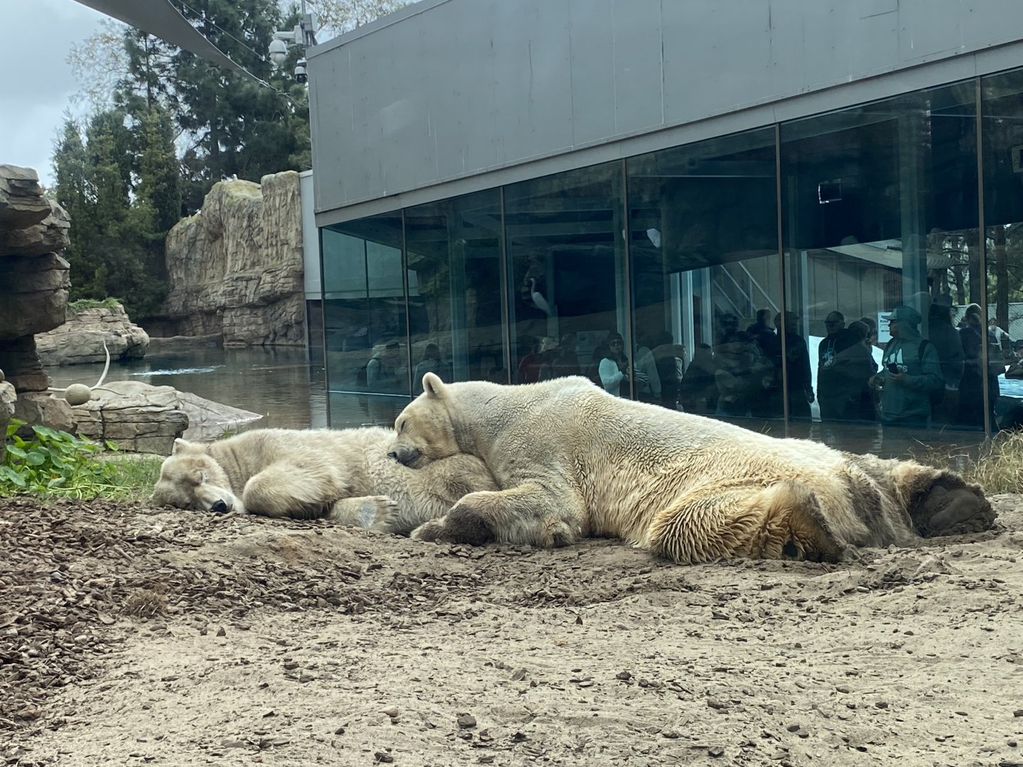 Sleeping Polar Bears - Polar Bear Plunge