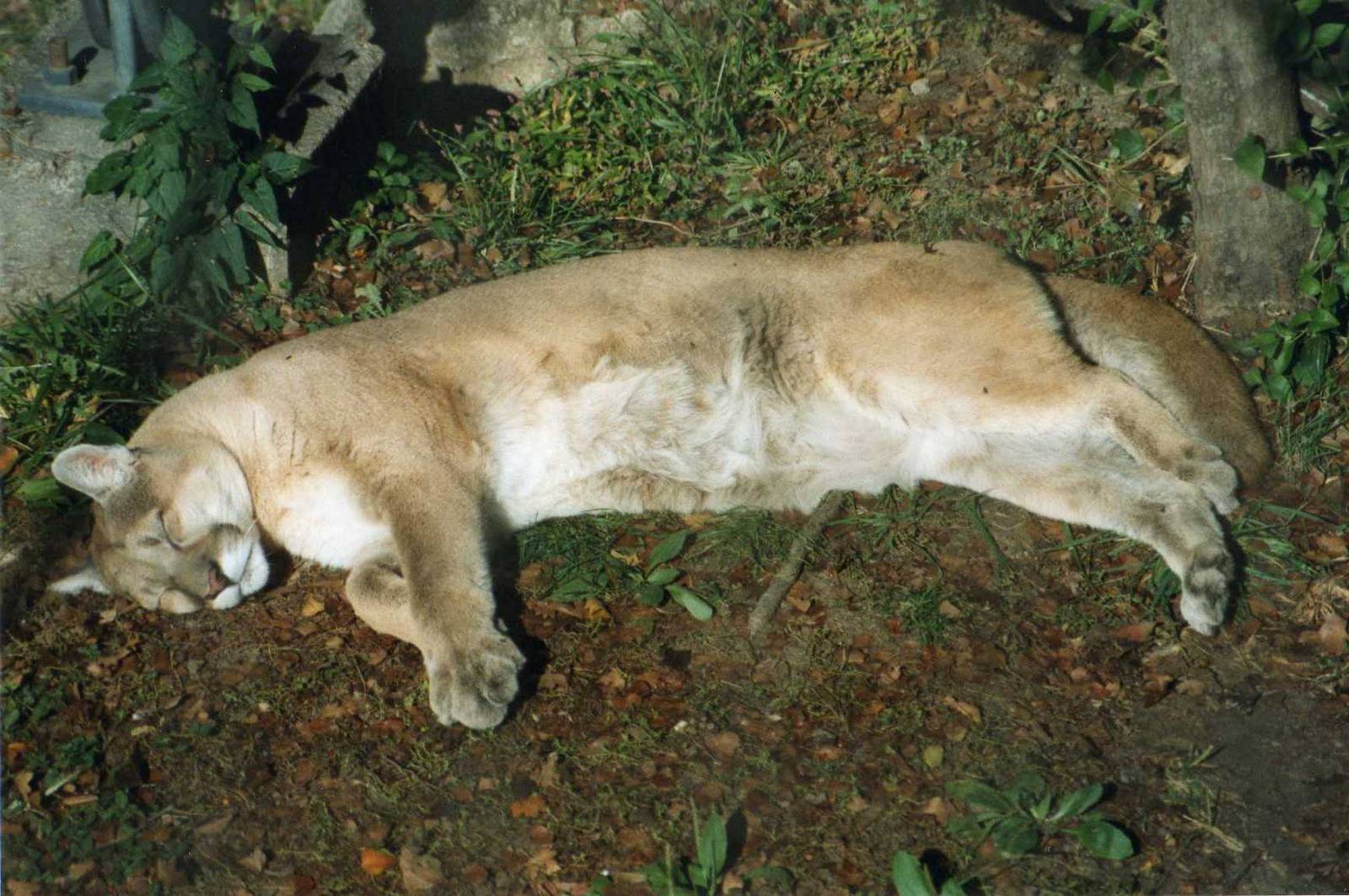 Sleeping puma.