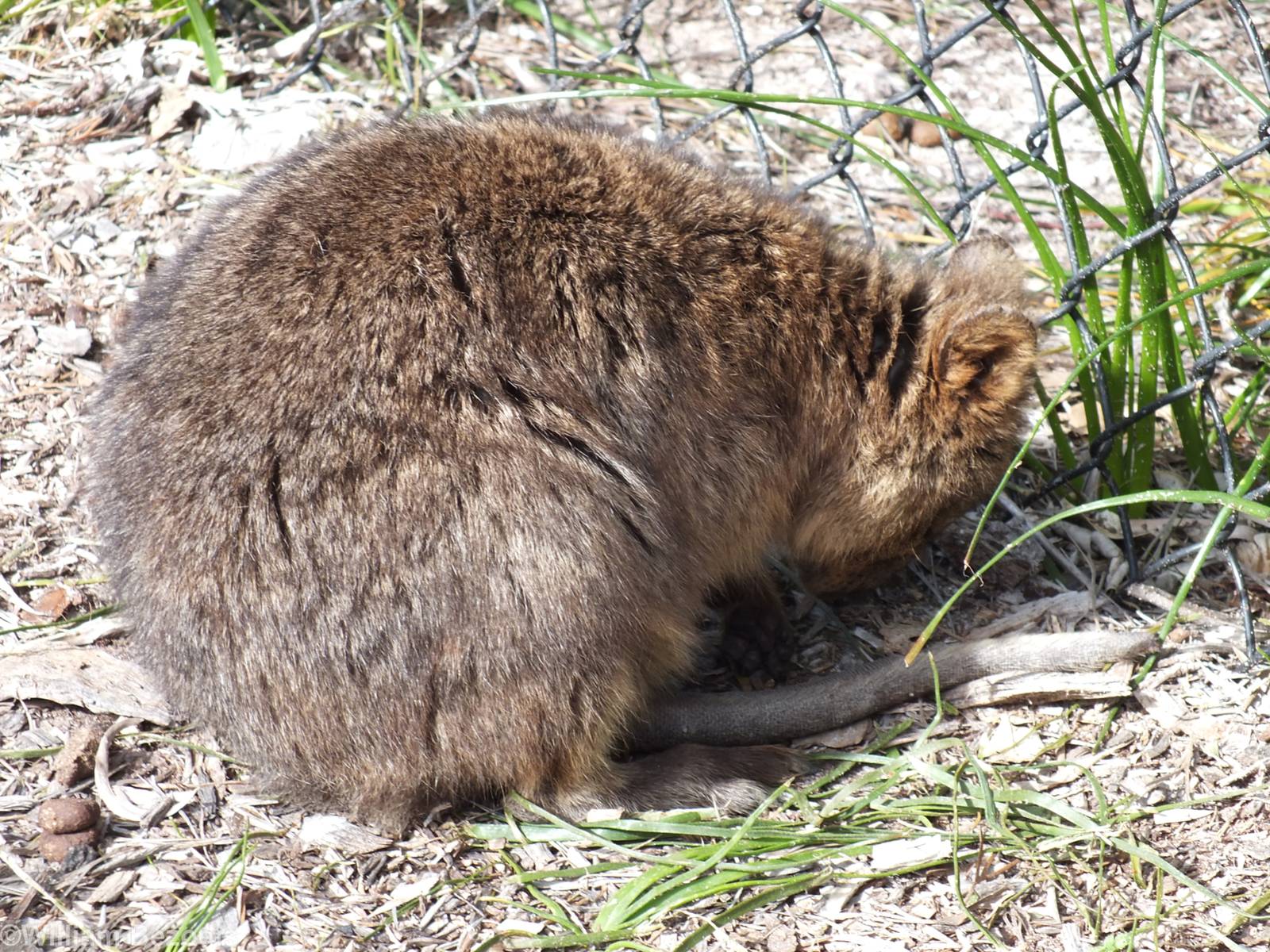 Sleeping Quokka - Rottnest Island