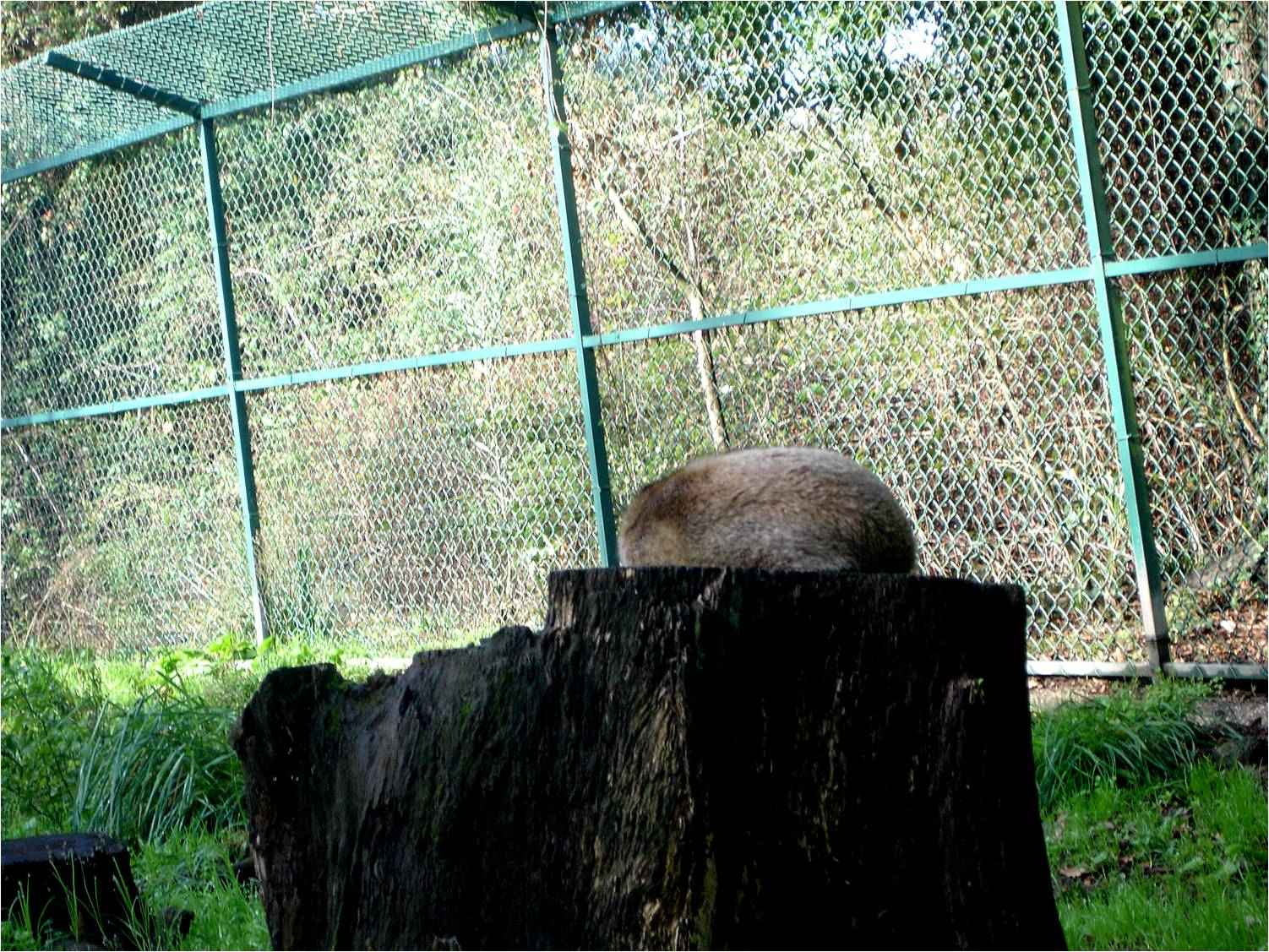 Sleeping Red Fox at Parque Biológico de Gaia, 1/1/2013