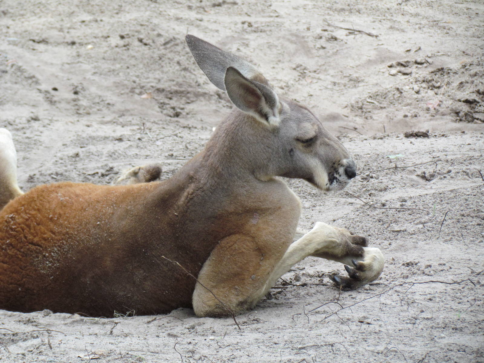 Sleeping Red Kangaroo