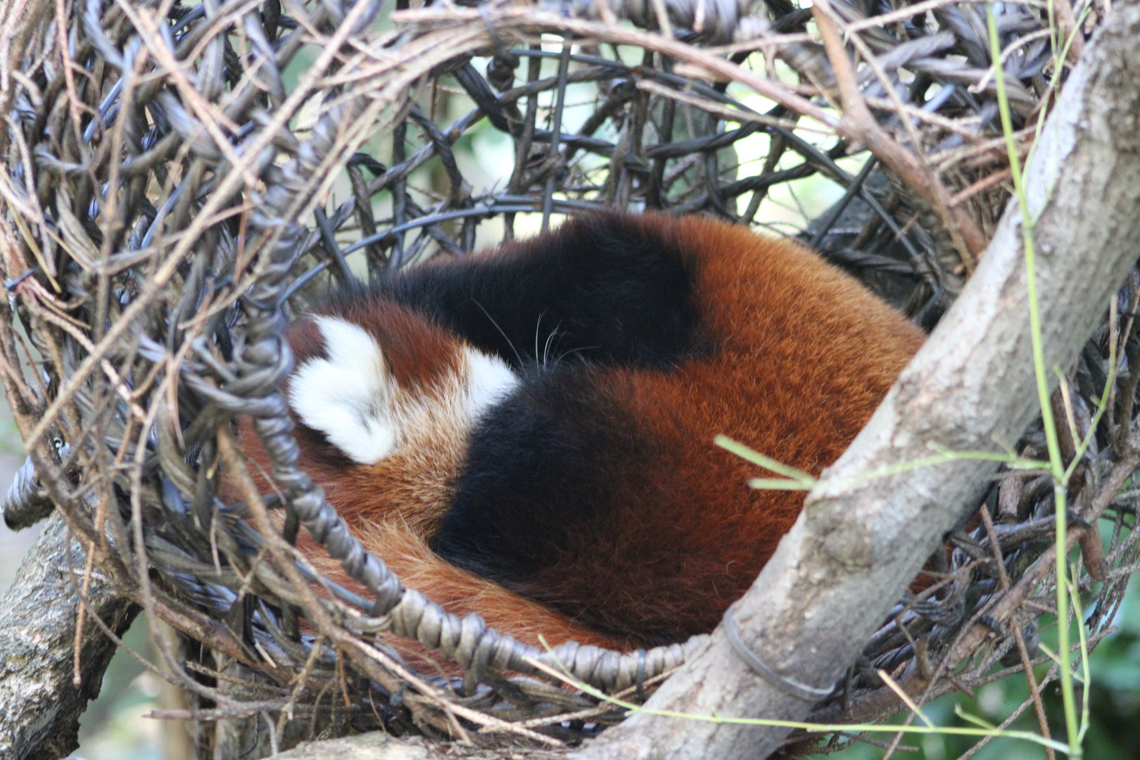 Sleeping Red Panda (Ailurus fulgens)