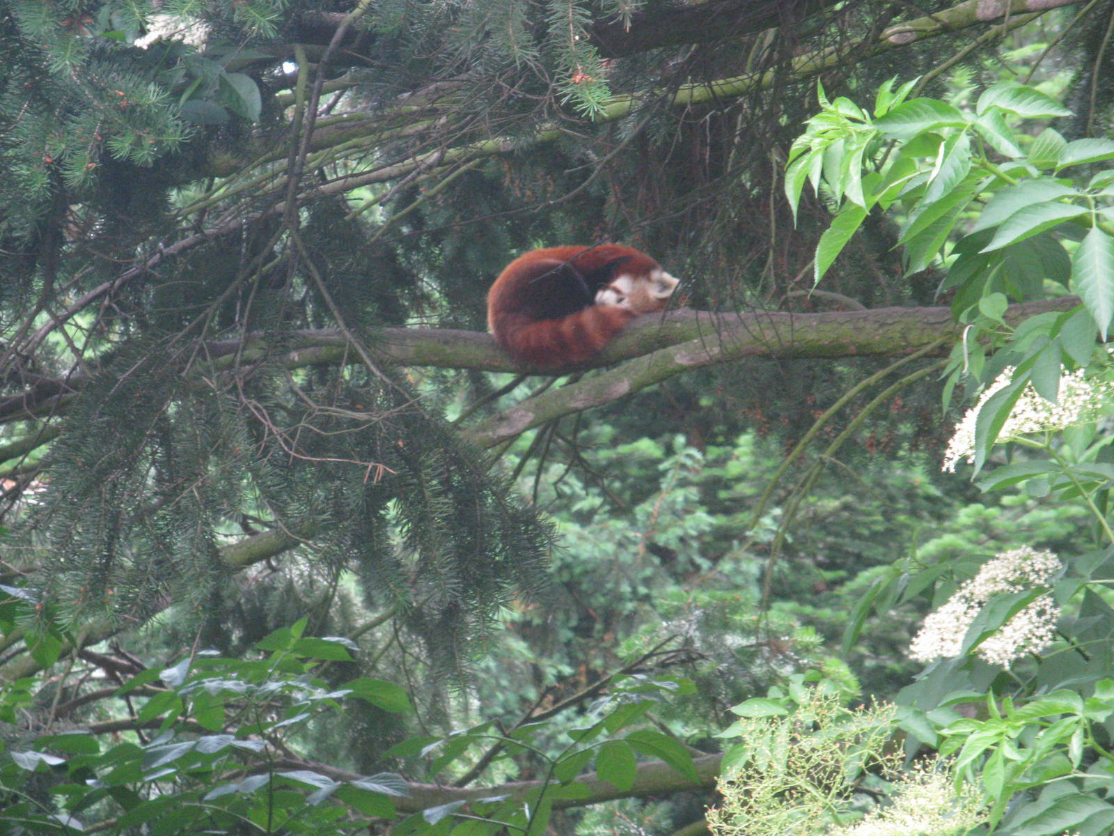 Sleeping Red Panda