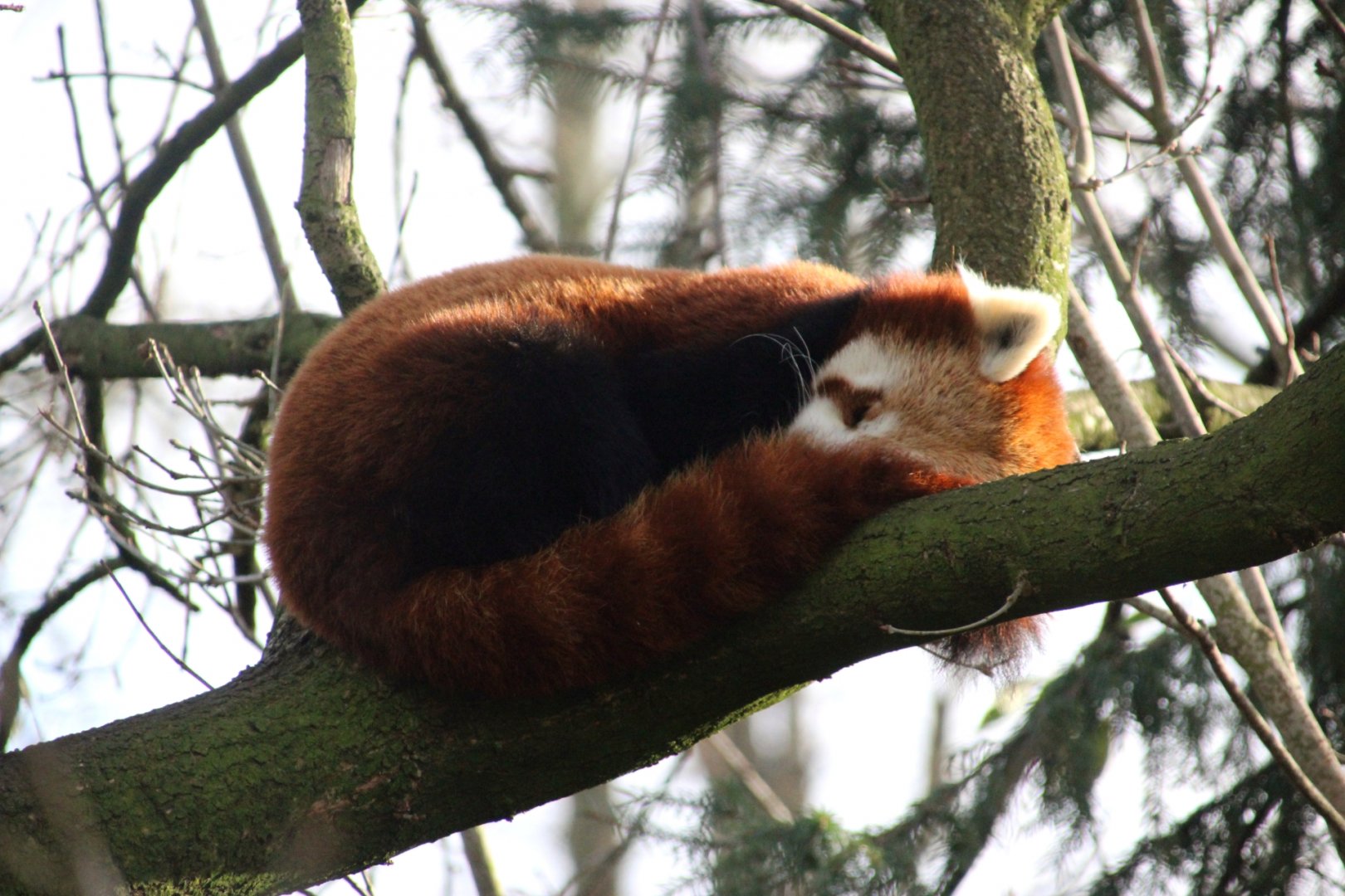 Sleeping Red Panda