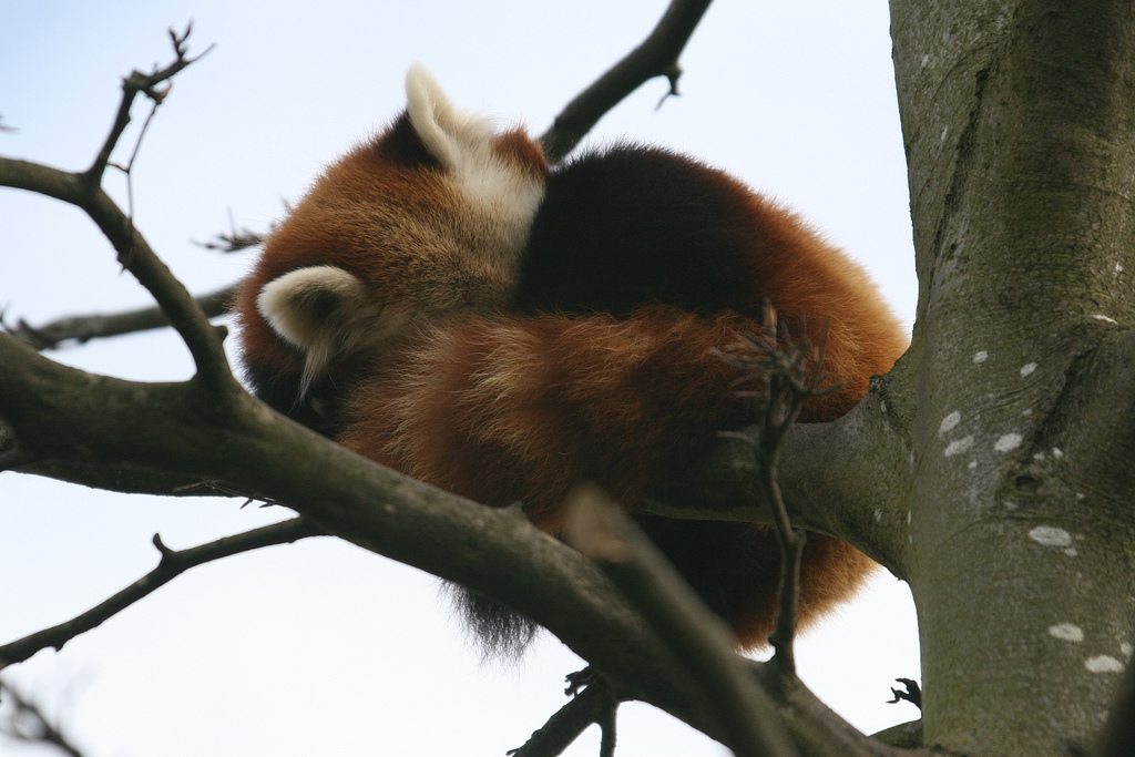 Sleeping Red Panda