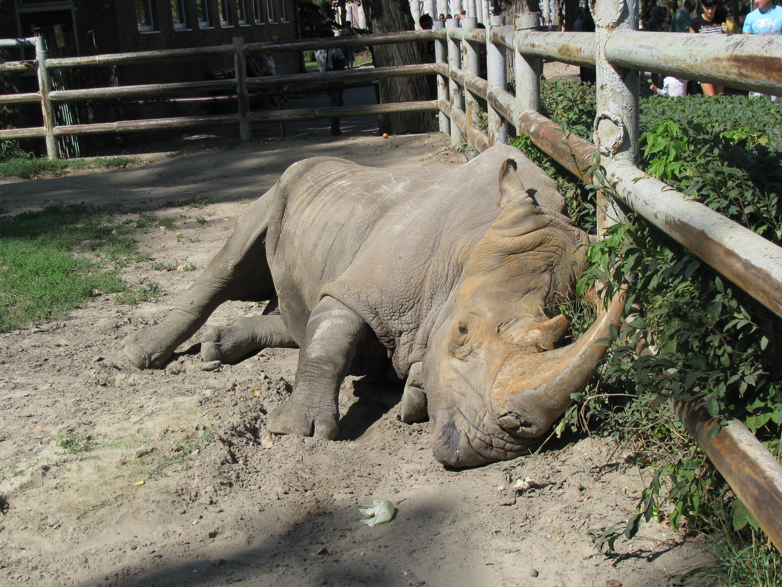 Sleeping rhino