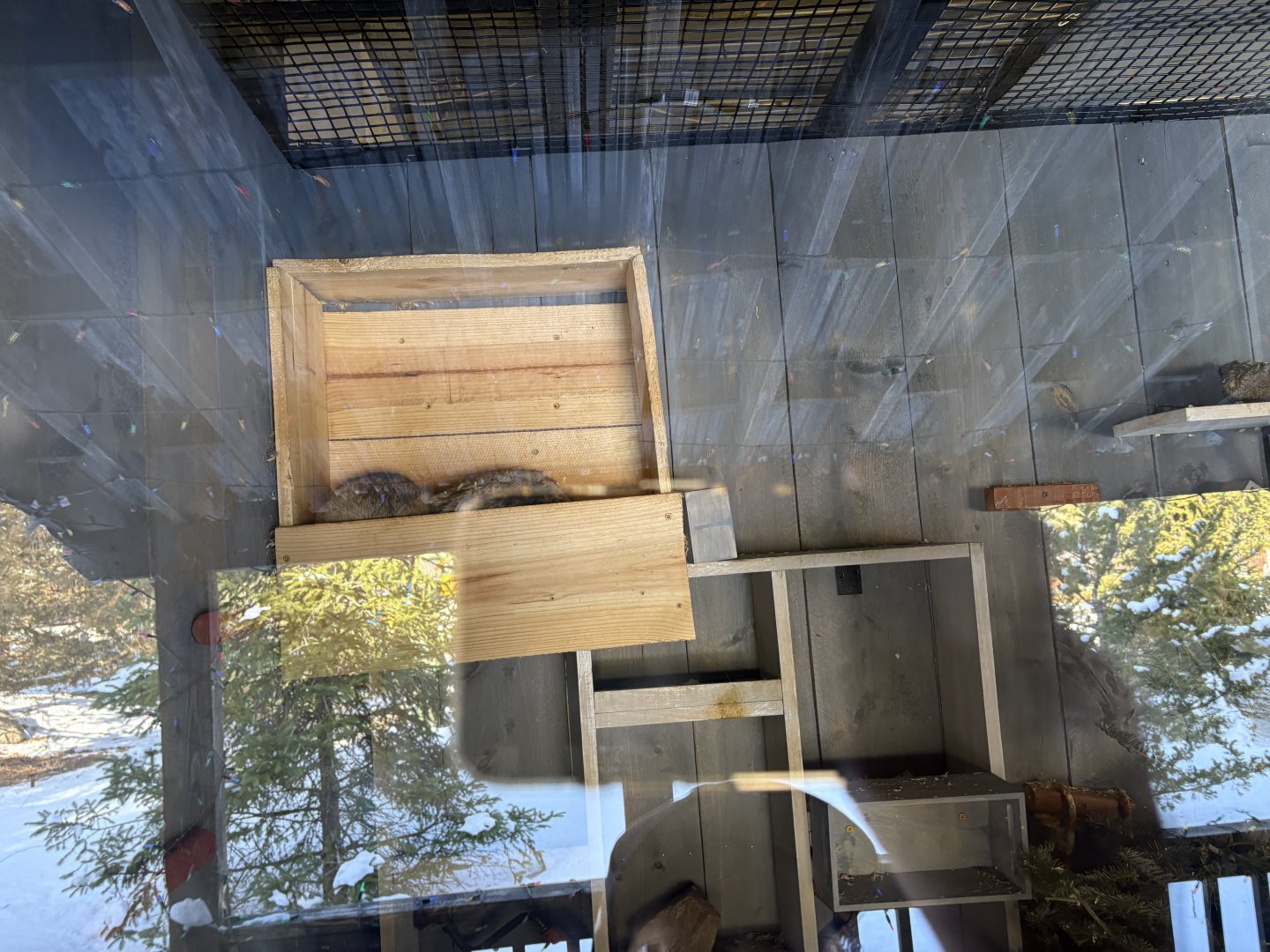 Sleeping Ringtail - Seen January 26, 2025