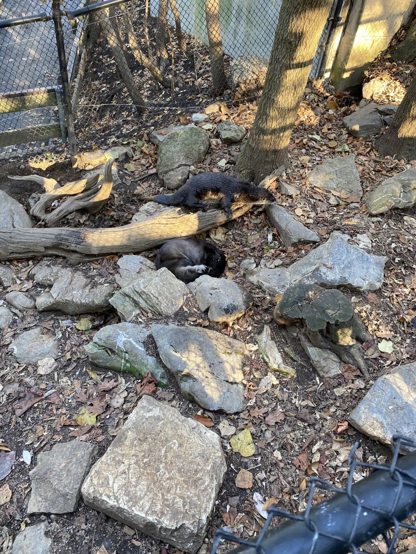 Sleeping River Otter - Zoo America