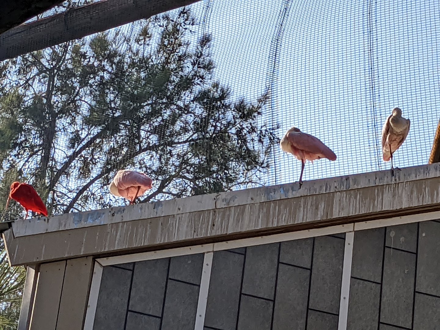 Sleeping Roseate Spoonbills and a Scarlet Ibis