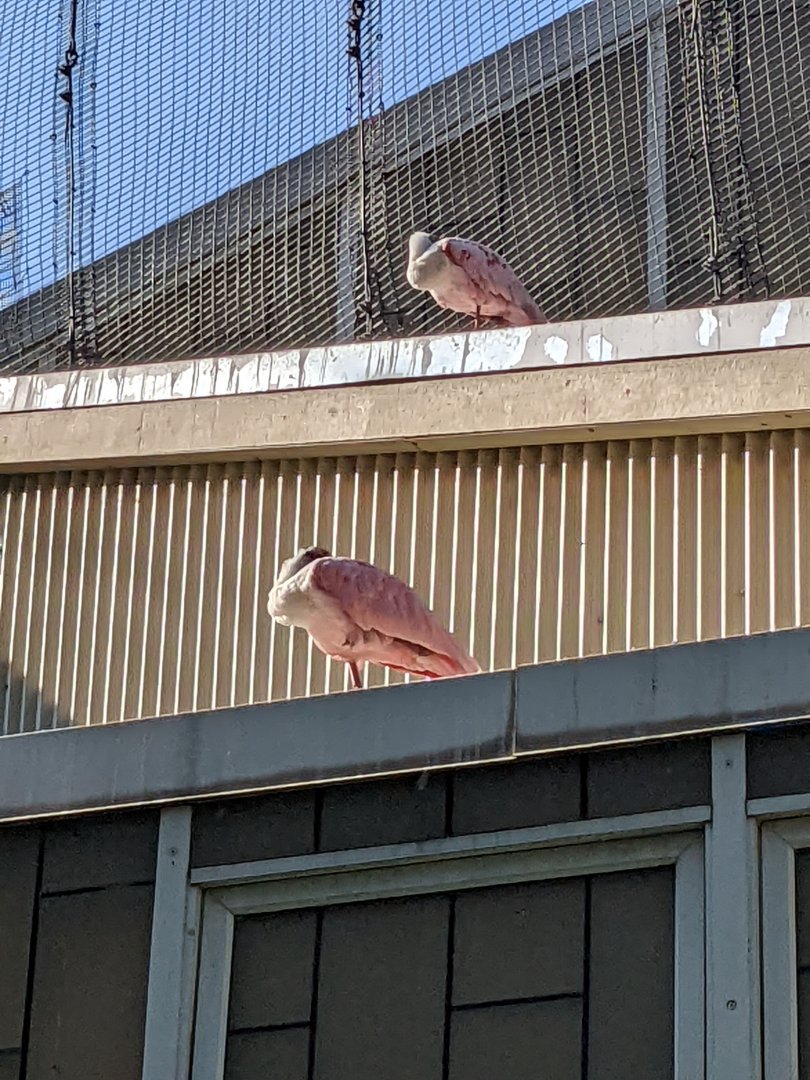 Sleeping Roseate Spoonbills