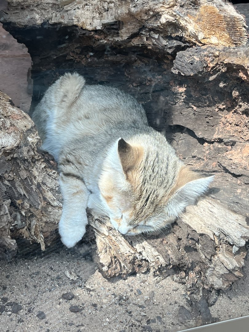 Sleeping Sand Cat