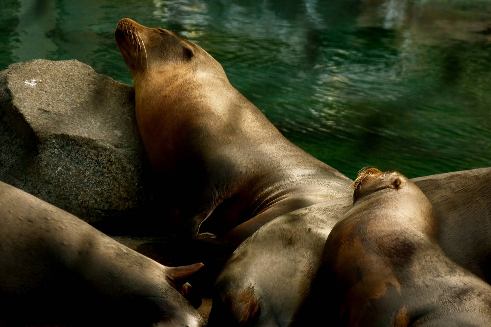 Sleeping Sea Lions (American Trails)