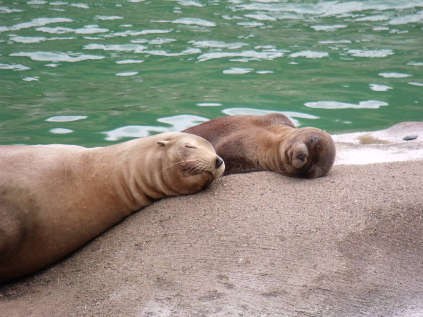 Sleeping Sea lions