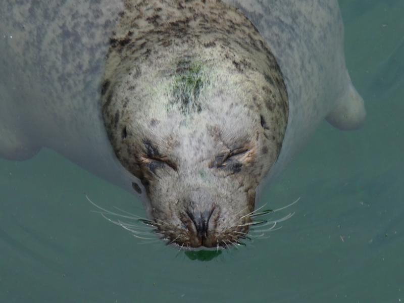 Sleeping Seal
