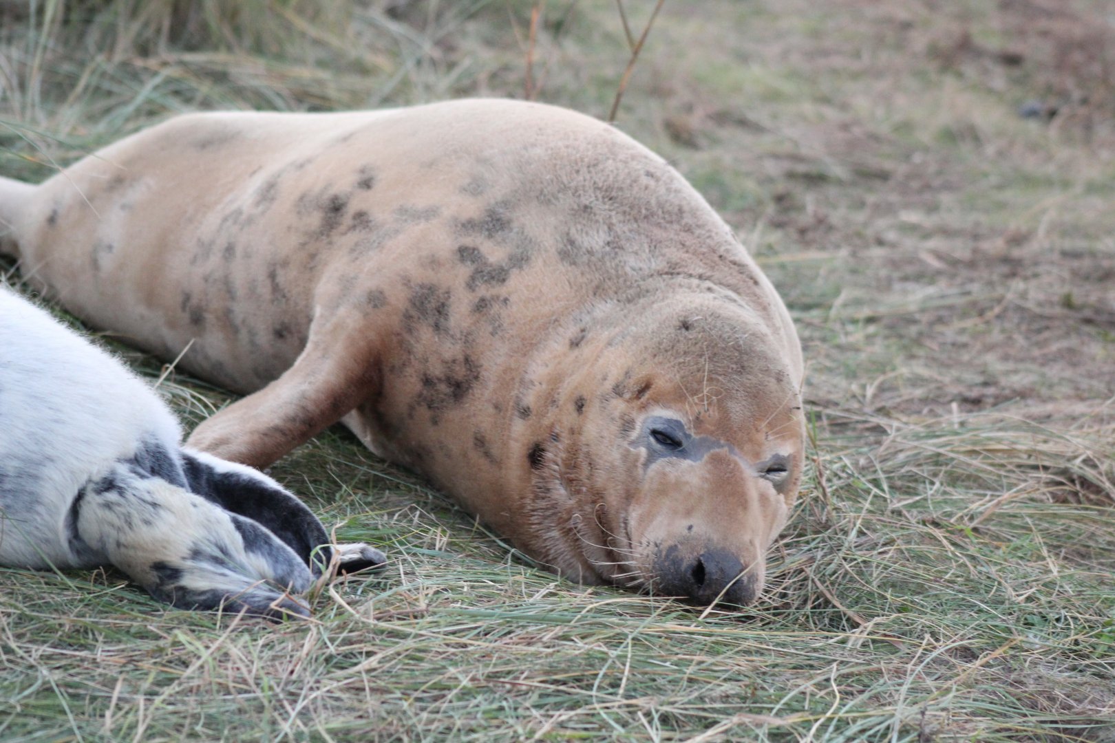 Sleeping Seal