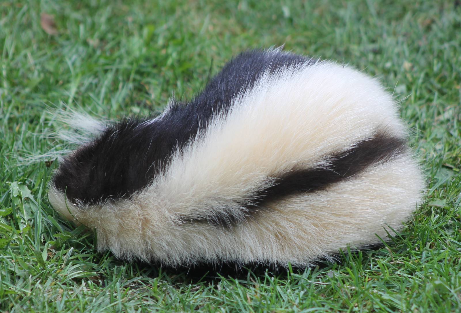Sleeping Skunk