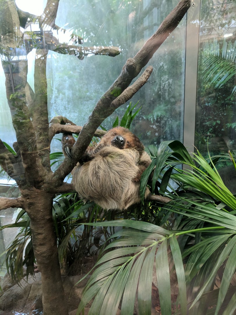 Sleeping Sloth