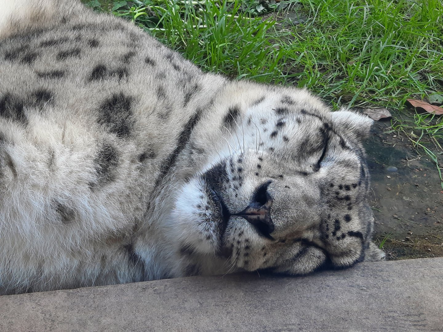 Sleeping Snow Leopard Close Up